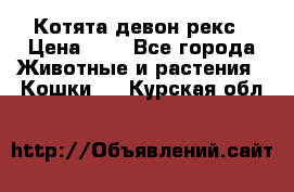 Котята девон рекс › Цена ­ 1 - Все города Животные и растения » Кошки   . Курская обл.